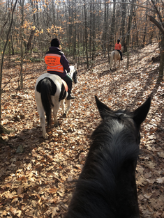 Chestnut Grove Equestrian Center logo