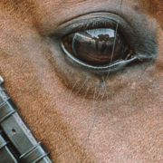 Rose and Crown Riding Academy logo