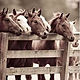 Silver Creek Equestrian Center logo