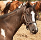 Spring Valley Stables logo