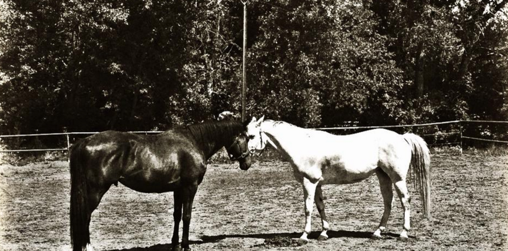 Tall Horse Riding Club LLC logo