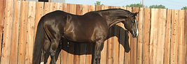 Park Springs Equestrian Center logo