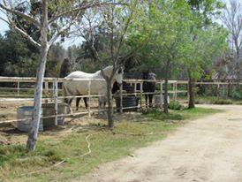 Rancho Rio Equestrian Center logo