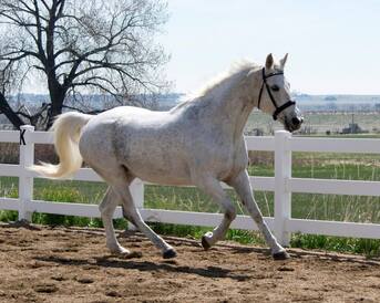 Wind Dance Equestrian Center logo