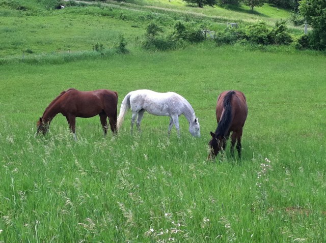 Smart Start Stable logo