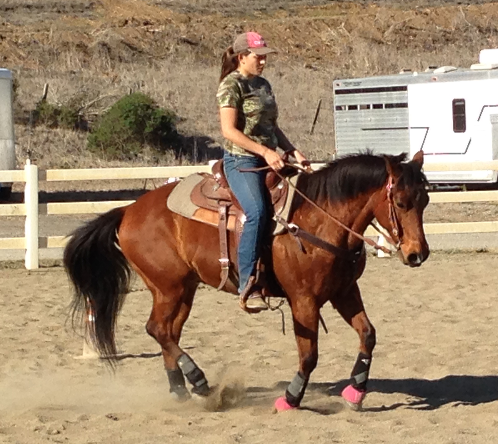 AR Riding and Training logo