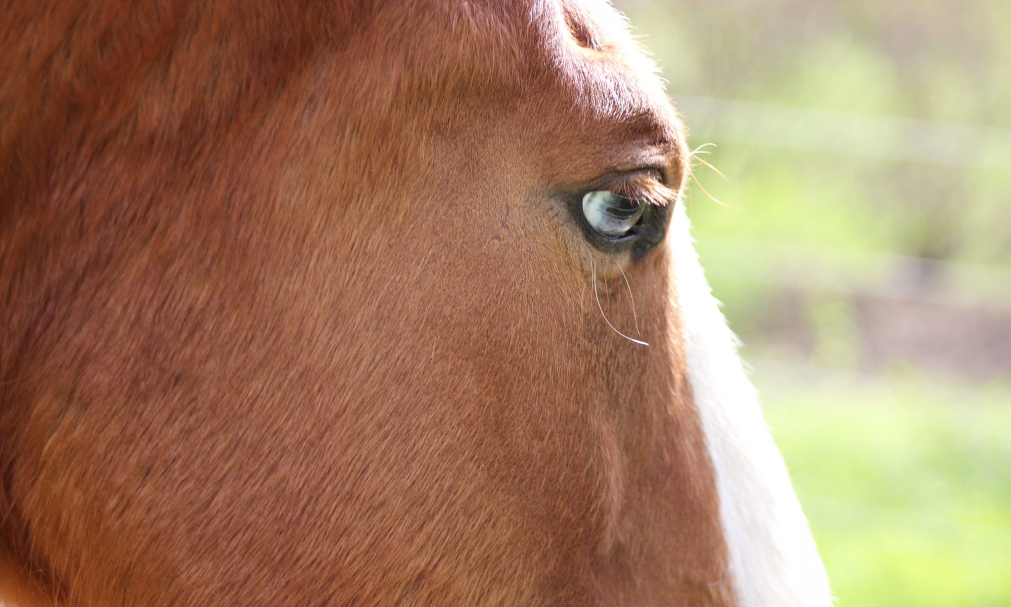 Kottman Equestrian Center logo